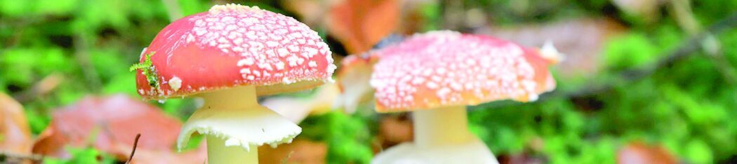 OCSWCD’s Mushroom Walk Aug. 23